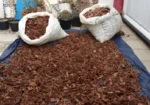 mimosa hostilis root bark shredded whole sale
